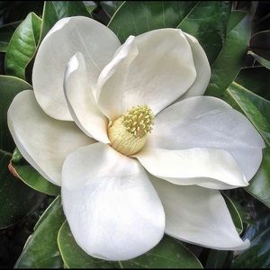 Meet your Posher, Magnolia